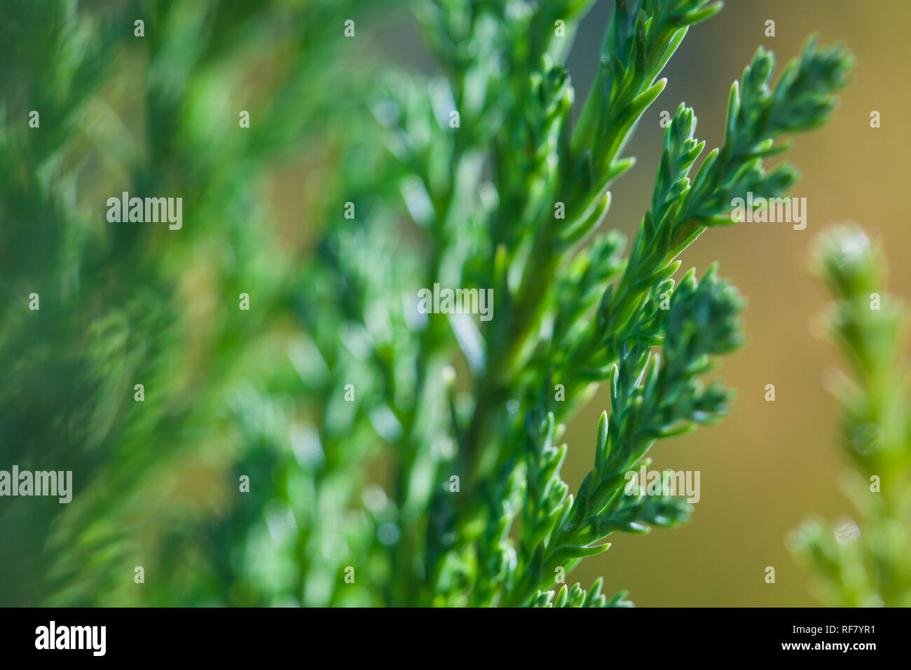 Macro photo of green branches of Juniper evergreen shrub plant with brown background Stock Photo