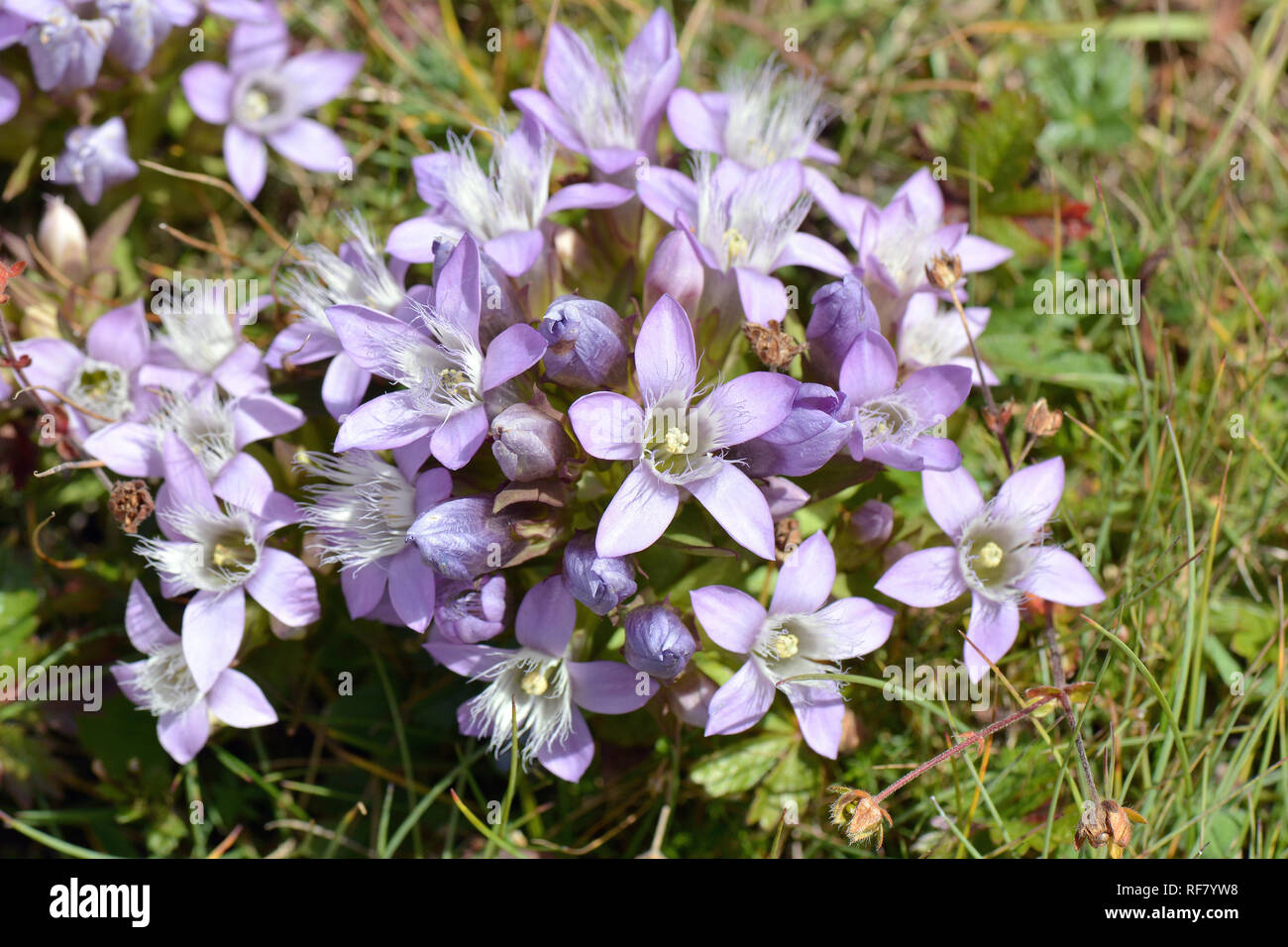 Chiltern gentian, Deutsche Fransenenzian, Deutscher Kranzenzian ...