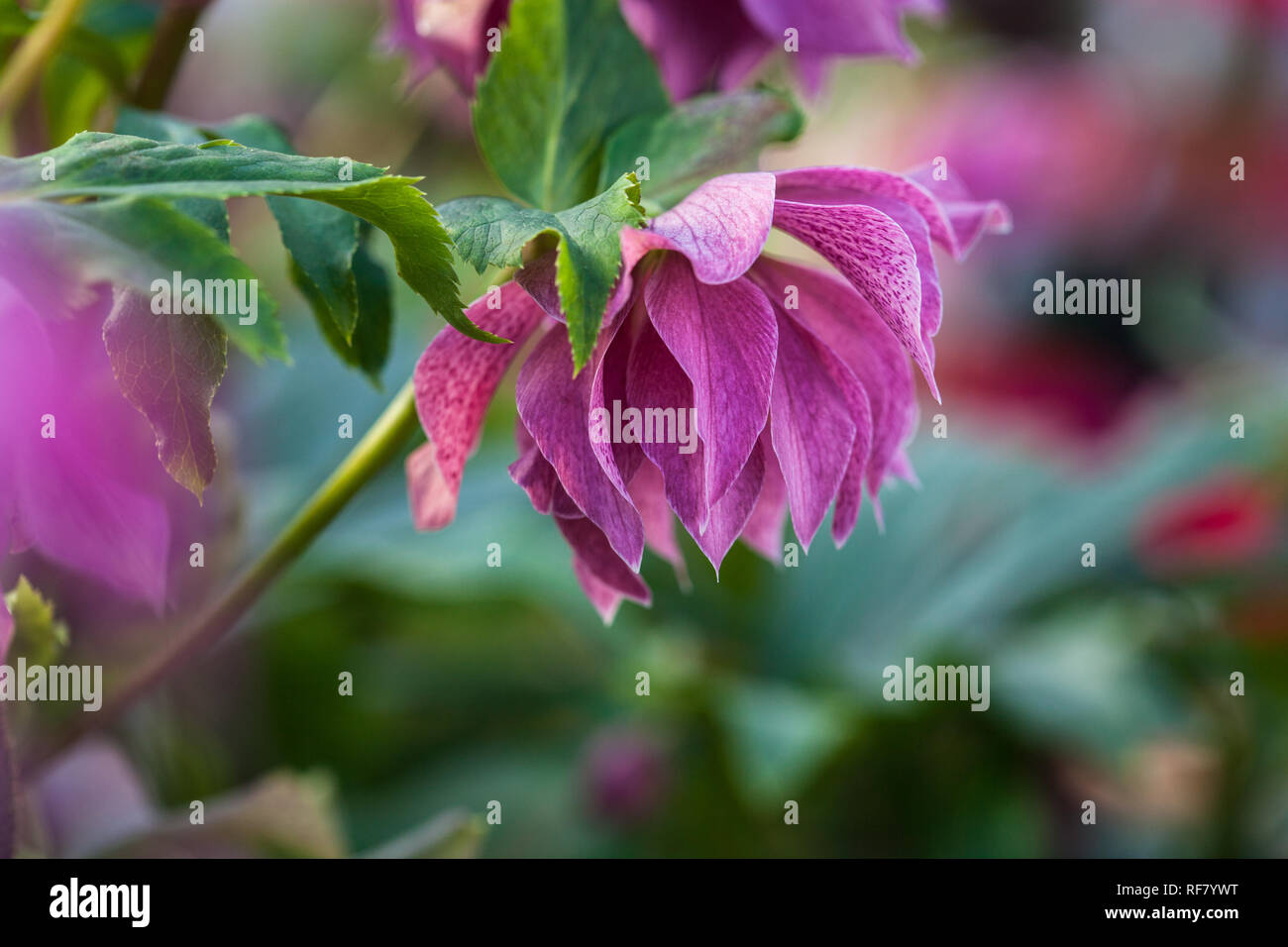 Close-up photo of beautiful purple pink with burgundy veins double flowers of lenten rose Elly (Helleborus orientalis) flowering during winter Stock Photo