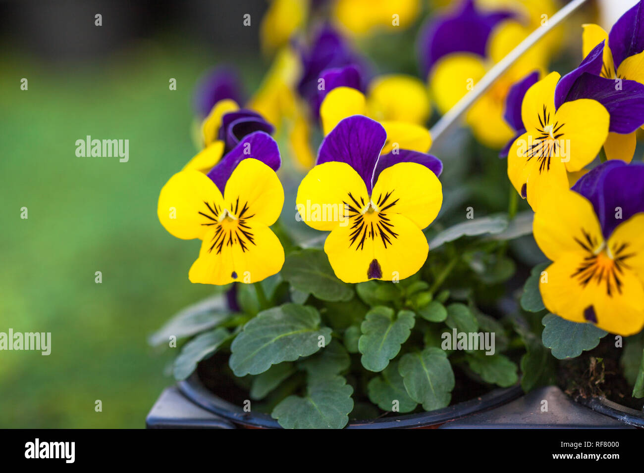 Pretty colourful violet and yellow flowers of garden pansy seedlings