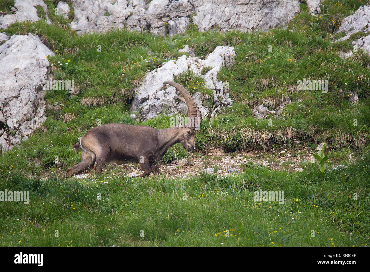 Alpine ibex (Capra ibex) perched on rock Stock Photo