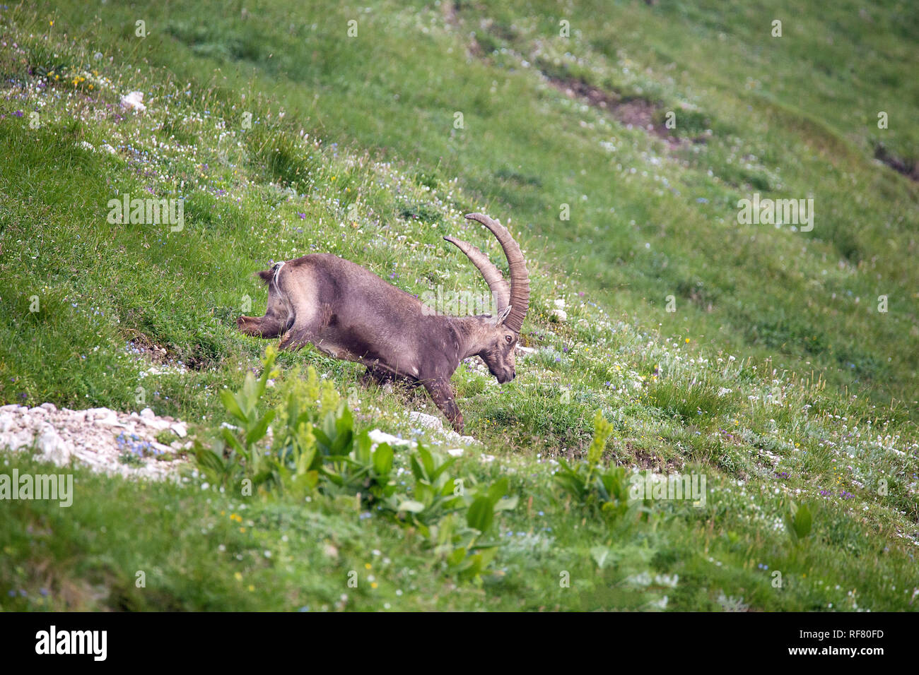 Alpine ibex (Capra ibex) perched on rock Stock Photo