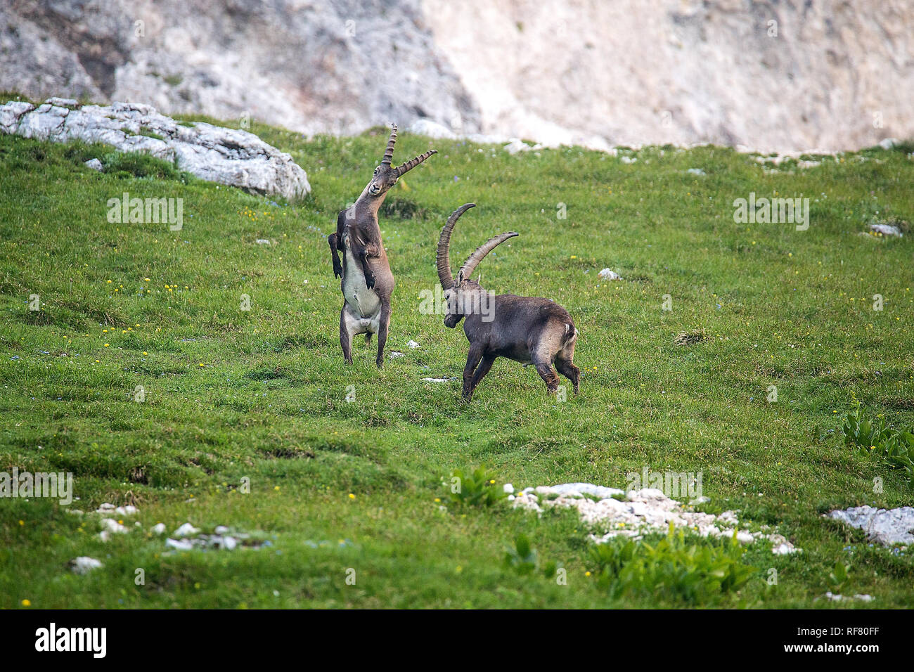 Two male Alpine Ibex (Capra ibex) Fighting Stock Photo