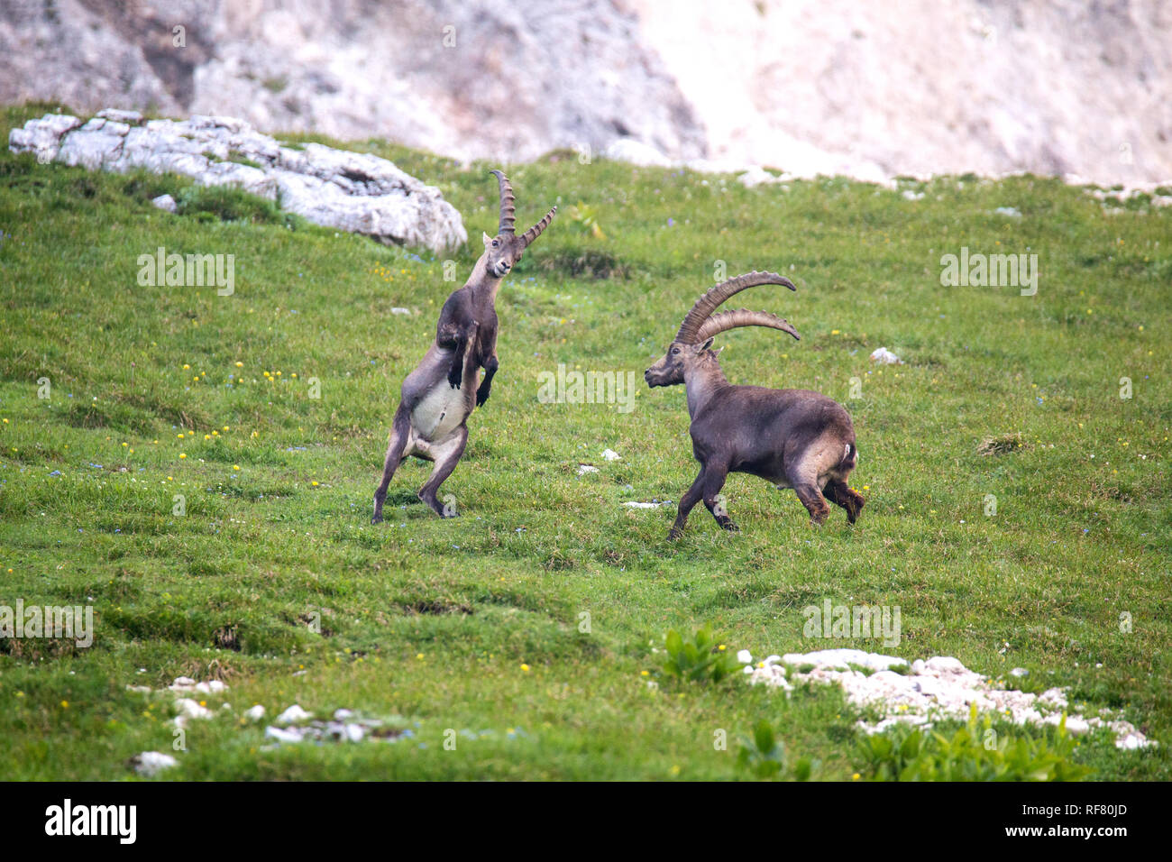 Two male Alpine Ibex (Capra ibex) Fighting Stock Photo