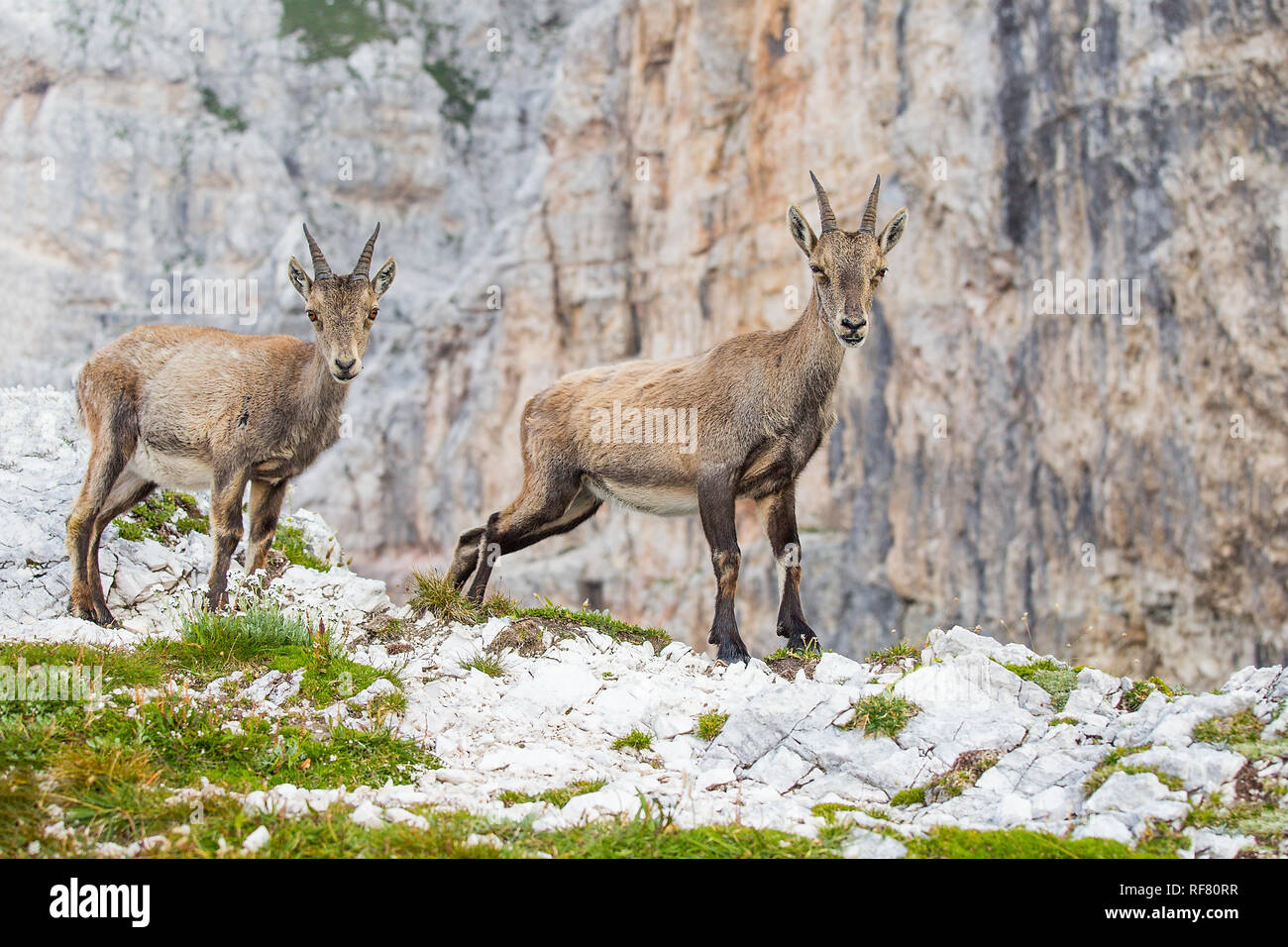 Two young Alpine ibex (Capra ibex) Stock Photo