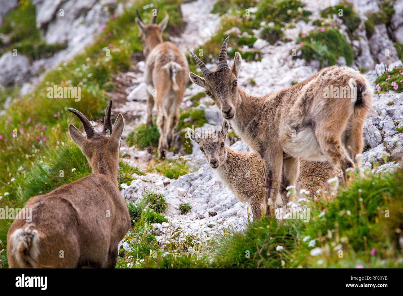 Family of Alpine ibex (Capra ibex) Stock Photo