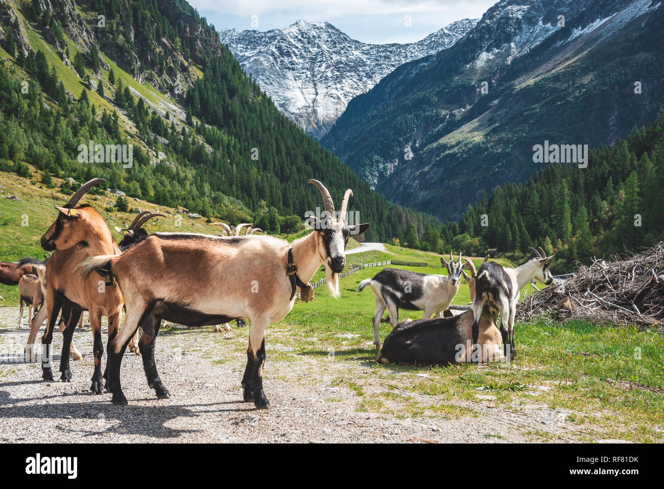 mountain goats on the country roud in the mountains. Austria Stock Photo