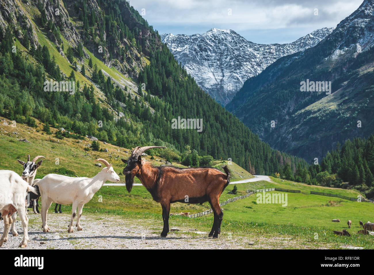 mountain goats on the country roud in the mountains. Austria Stock Photo