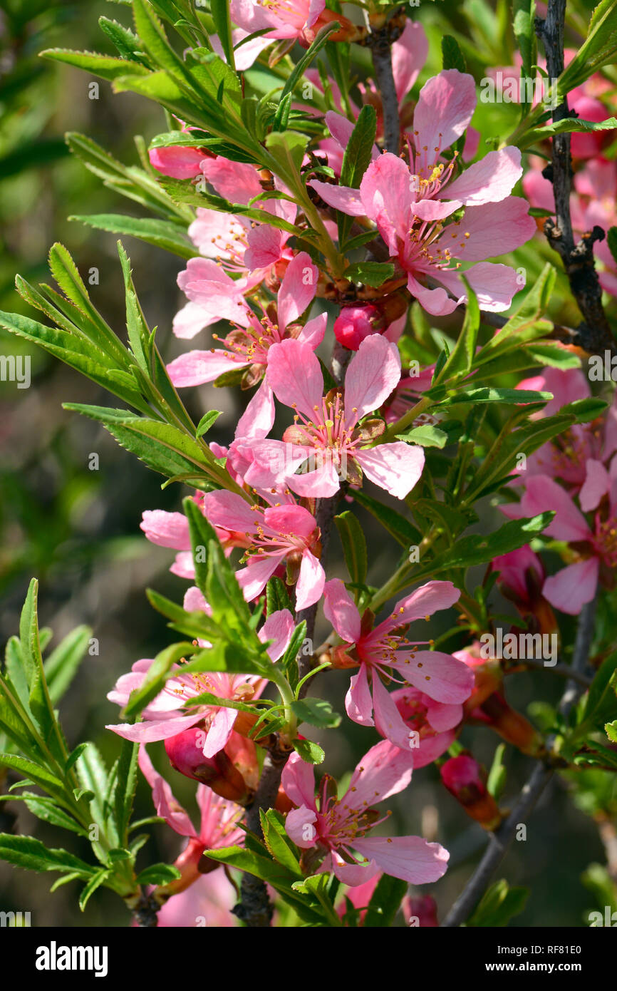 dwarf Russian almond, Zwerg-Mandel, törpe mandula, Prunus tenella Stock Photo