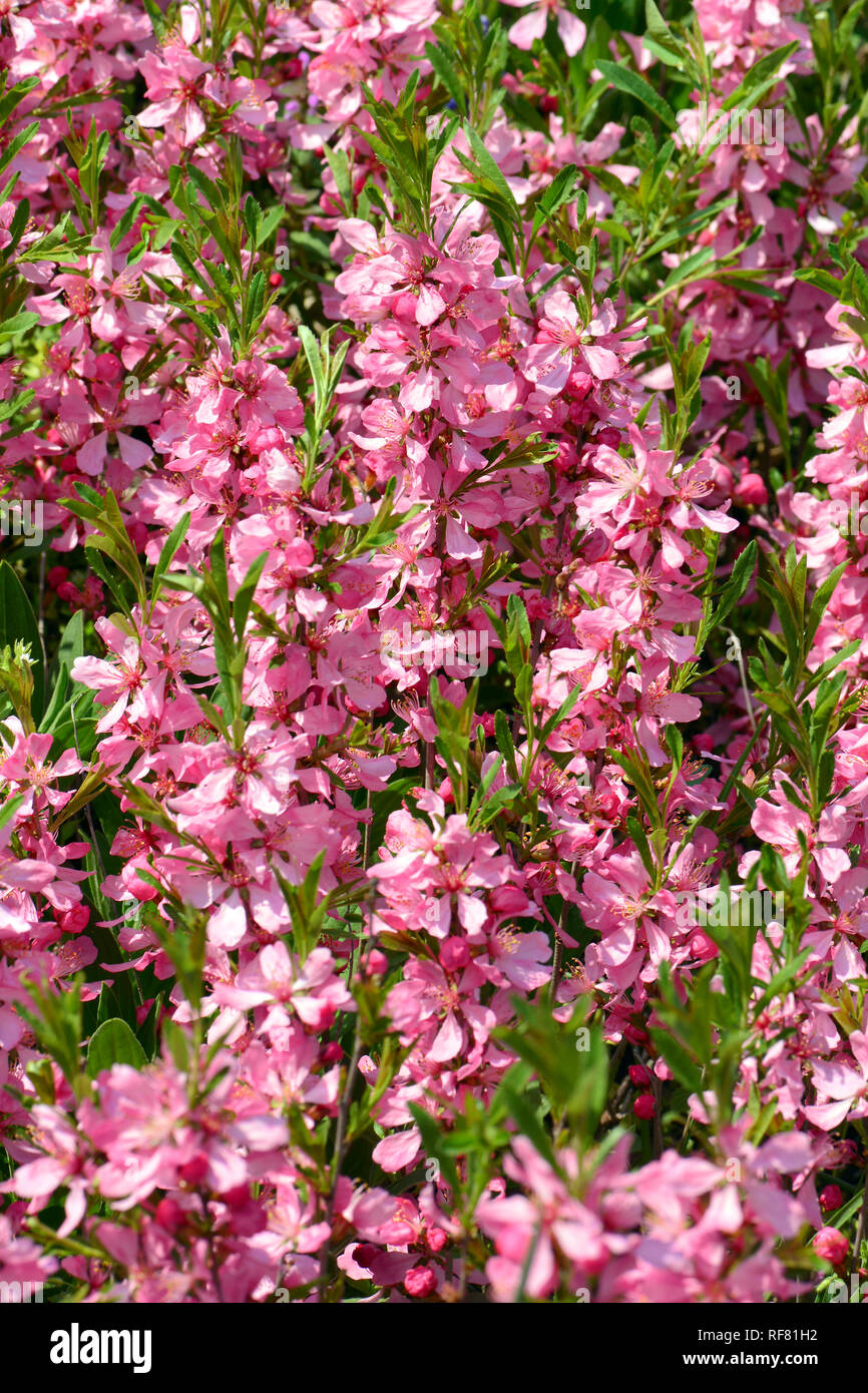 dwarf Russian almond, Zwerg-Mandel, törpe mandula, Prunus tenella Stock Photo