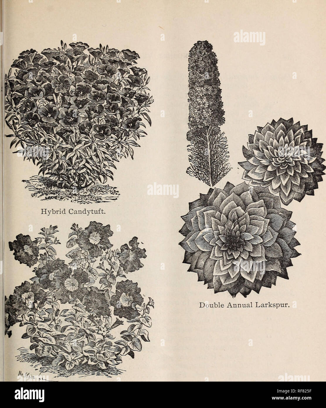 Catalogue Of Seeds Plants And Garden Requisites For Spring 1900
