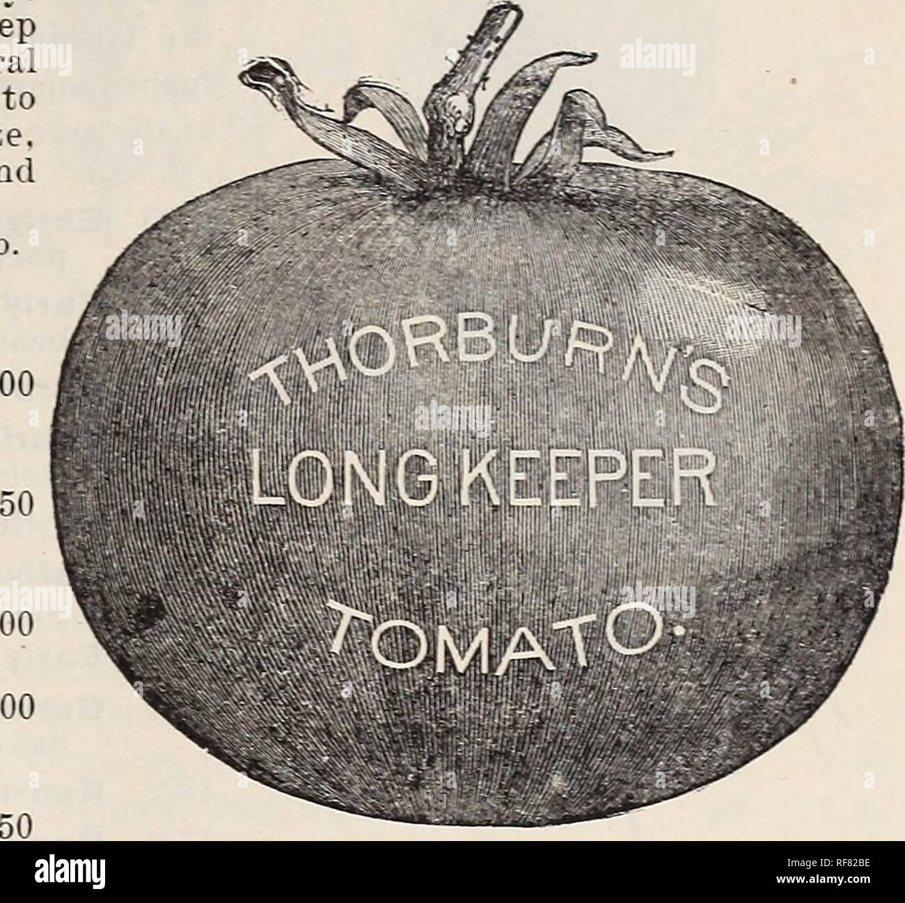 . Thorburn's seeds : 1900. Nursery stock New York (State) Catalogs; Seeds Catalogs; Vegetables Seeds Catalogs; Flowers Seeds Catalogs. Catalogue of High-Class Seeds- 41 TOMATO. Tomato. Tomates. SieBc§ai)feI. is warm and Mlb. Lb. $1 50 35 1 00 1617 1618 1619 1621 1622 1623 1624 1625 1626 1627 1628 1629 1630 1631 1632 1633 1634 1635 1636 1638 1640 1641 1642 1643 1645 1646 1647 1648 1649 1650 1651 1653 1654 1656 1657 1659 1660 1G64 1668 1675 1676 1678 1682 1685 30 40 85 1 25. lai Culture. —Sow in a hotbed in early spring, or the seed may be sown in shallow boxes and placed in a window, when one d Stock Photo