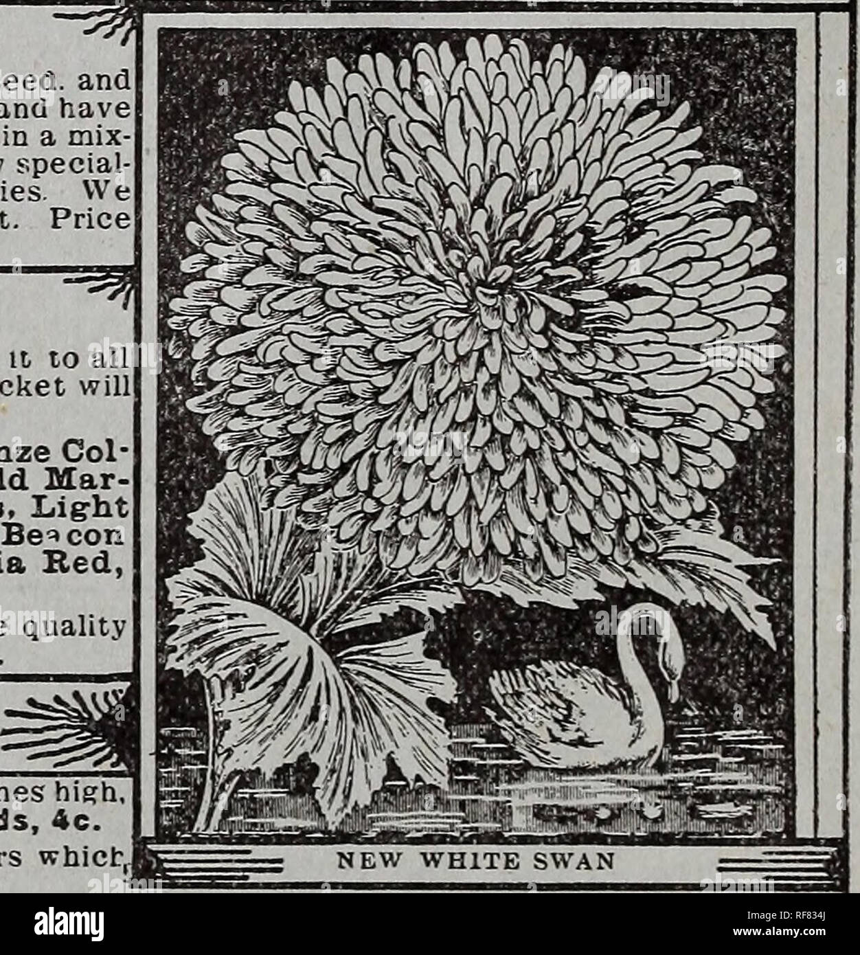 . Seeds and plants : 1900. Nurseries (Horticulture) Ohio Catalogs; Nursery stock Ohio Catalogs; Vegetables Seeds Catalogs; Flowers Catalogs; Fruit Catalogs; Plants, Ornamental Catalogs. New White Swan. A grand variety, form fog pretty bushes eighteen inches ^surmounted with enormous, perfectly double pure white flowers. 200 seeds, American Elag A charming variety Large double snow white flowers are distinctly bordered with red Packet, 200 seeds. 4 cents. New Shirley Poppy Perfectly nardy. Flowers the first season rrom seed. Beautiful large single flowers of a delicate silky texture In color ra Stock Photo