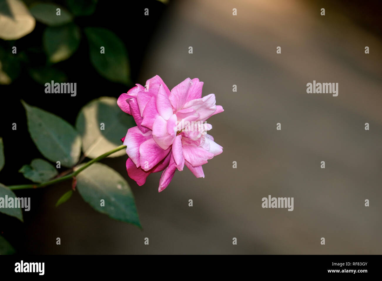 A rose is a woody perennial flowering plant of the genus Rosa. Stock Photo
