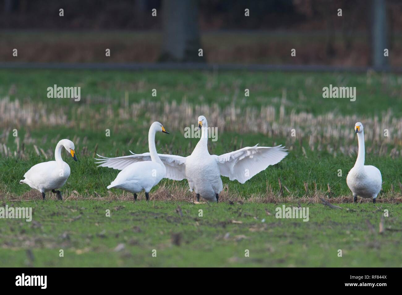 Whooper Swans (Cygnus cygnus), Emsland, Lower Saxony, Germany Stock Photo
