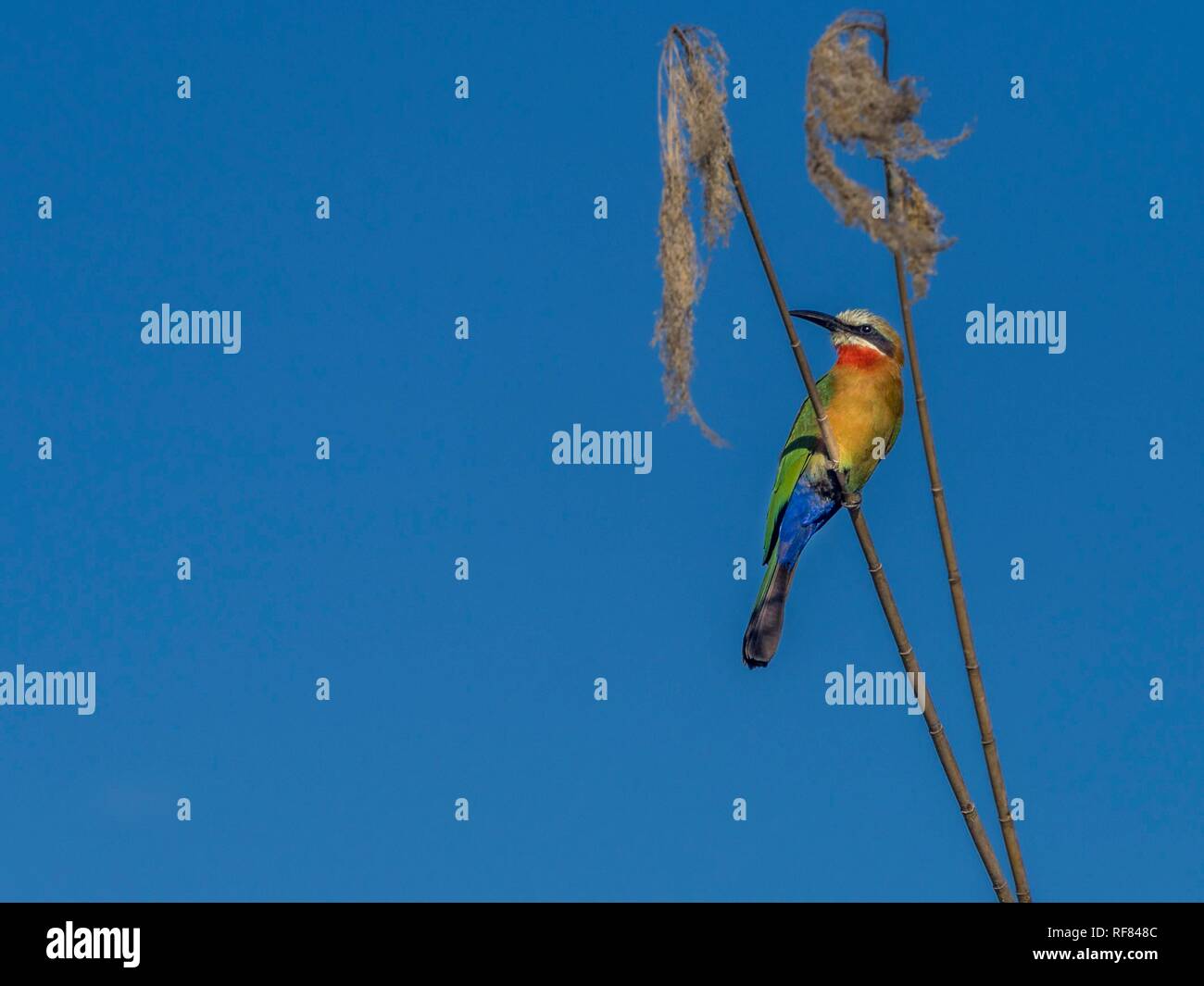 Bee-eater (Meropidae), Okavango Delta, Botswana Stock Photo