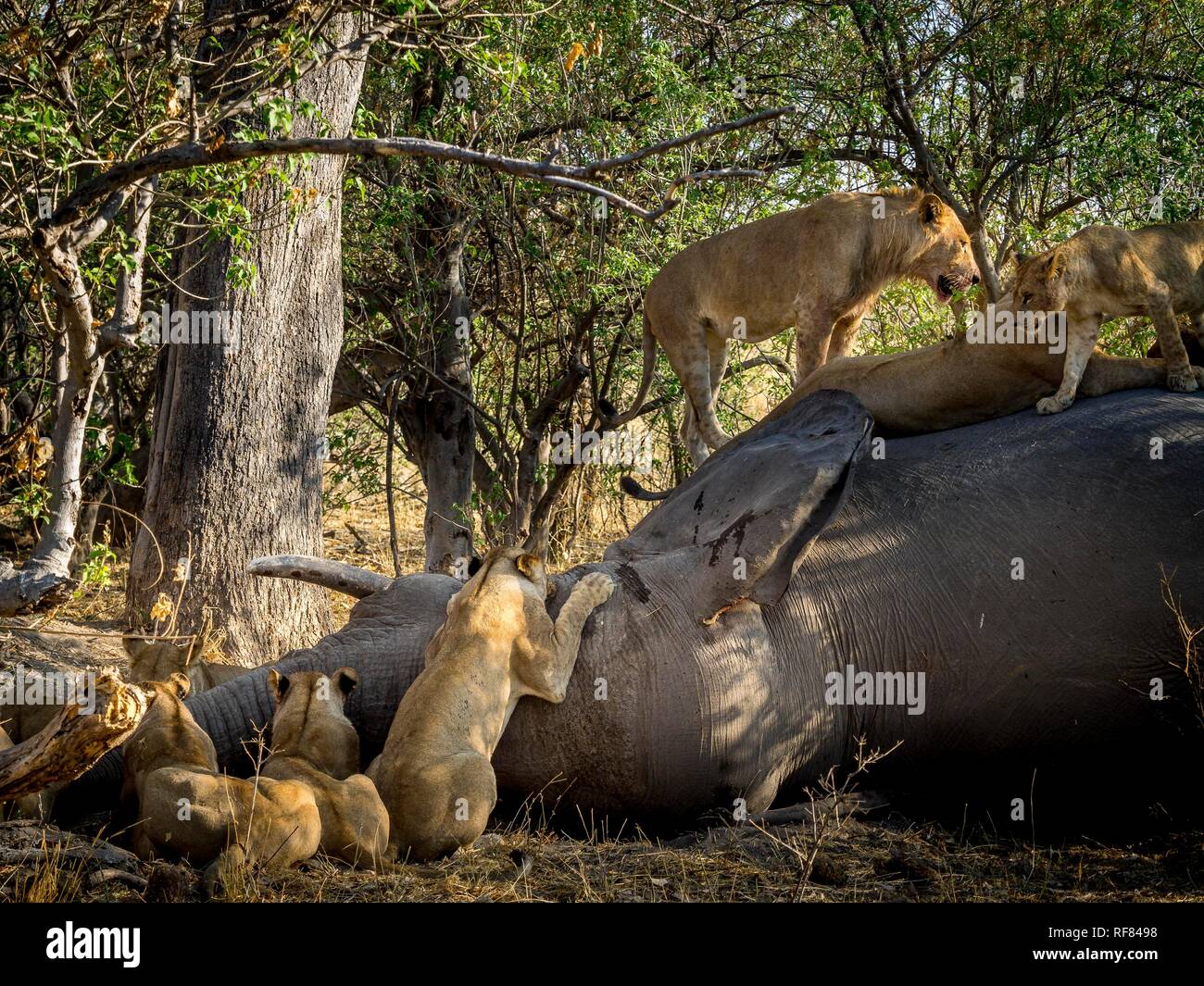 Lions herd (Panthera leo) on dead Elephants (Elephantidae), Moremi Game ...