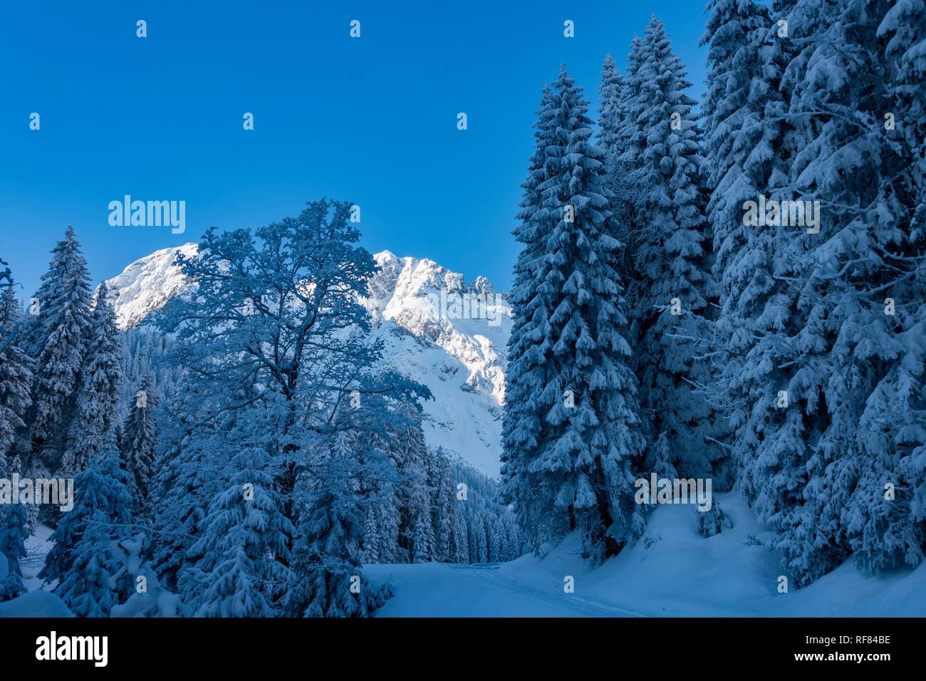 Winter forest with snow-covered Allgäu mountains, Reutte, Außerfern, Tyrol, Austria Stock Photo