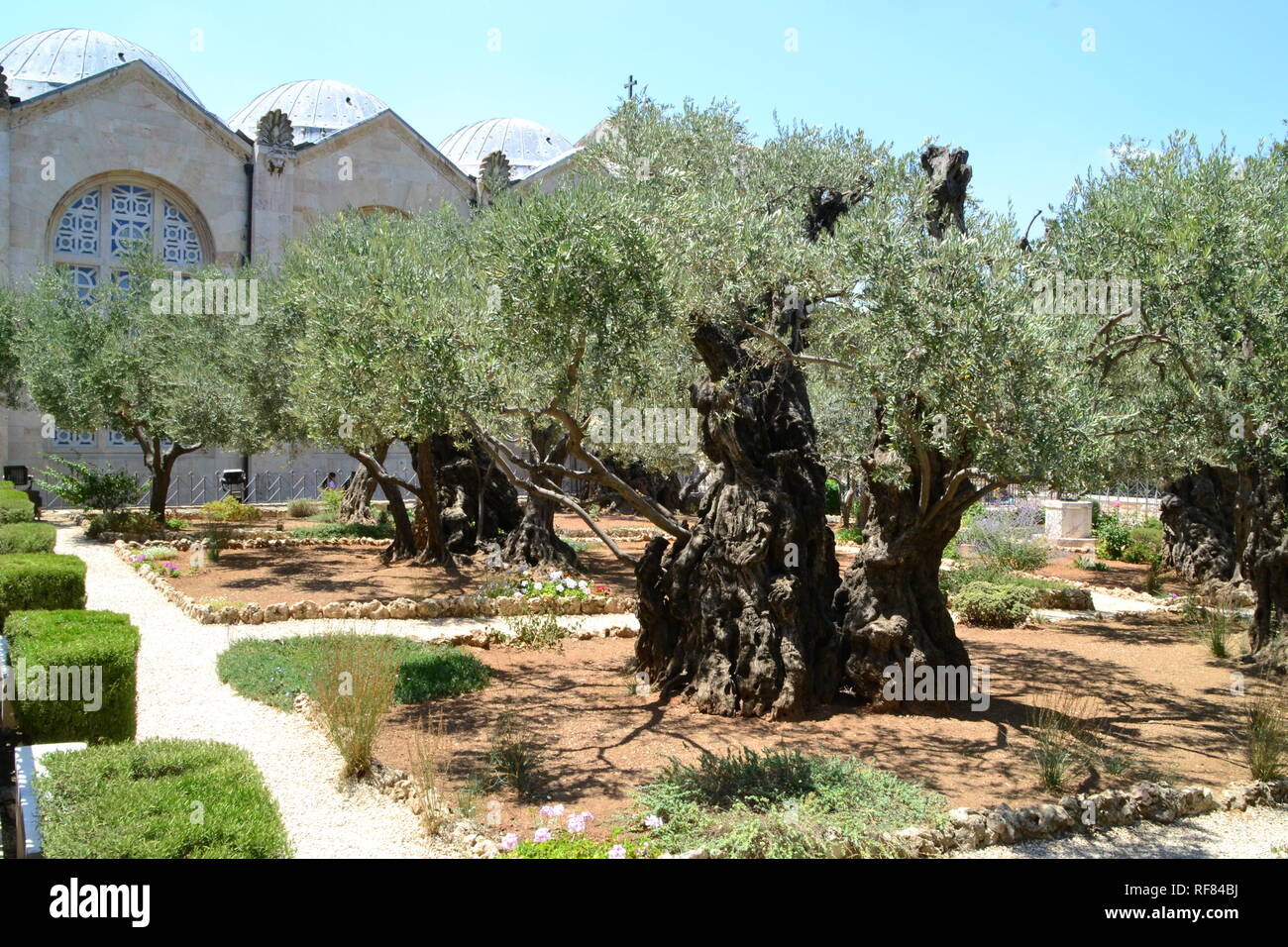 Gethsemane olive orchard. Garden of Gethsemane, Jerusalem Stock Photo -  Alamy