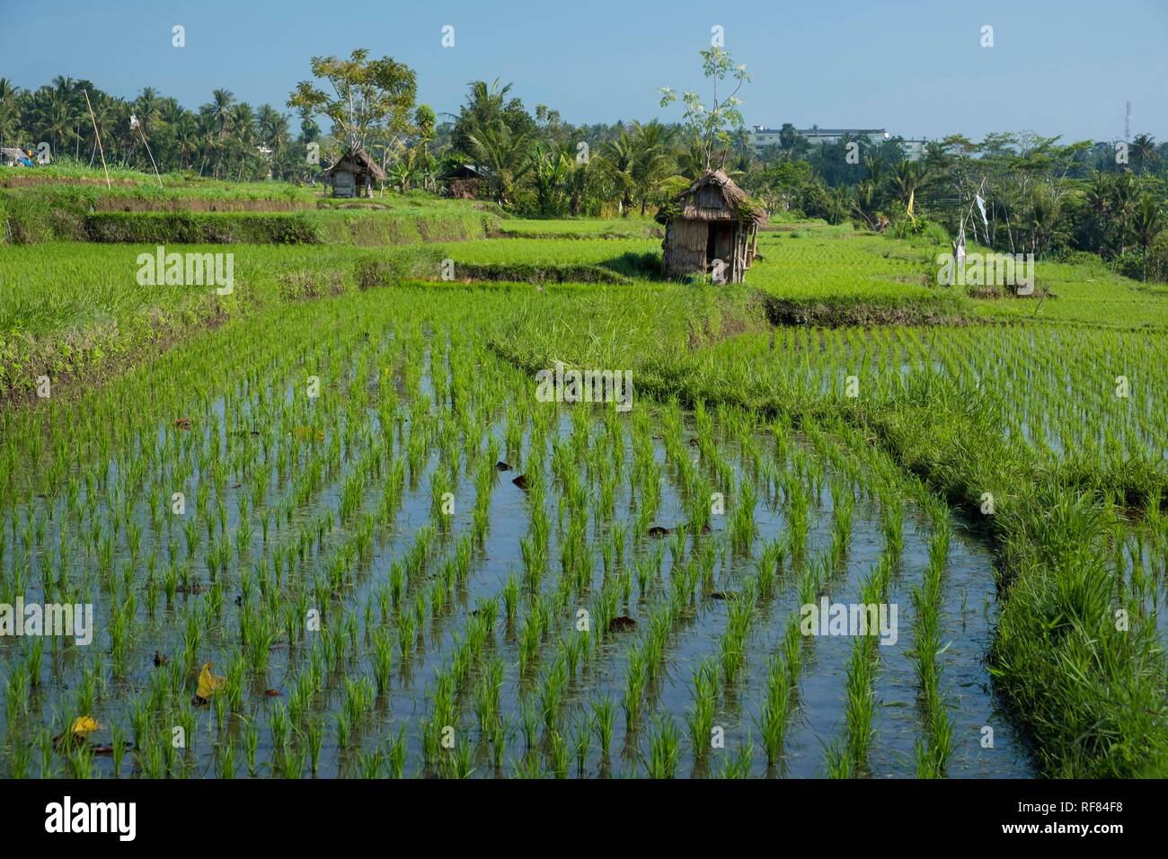 Rice fields in Bali, Indonesia Stock Photo - Alamy