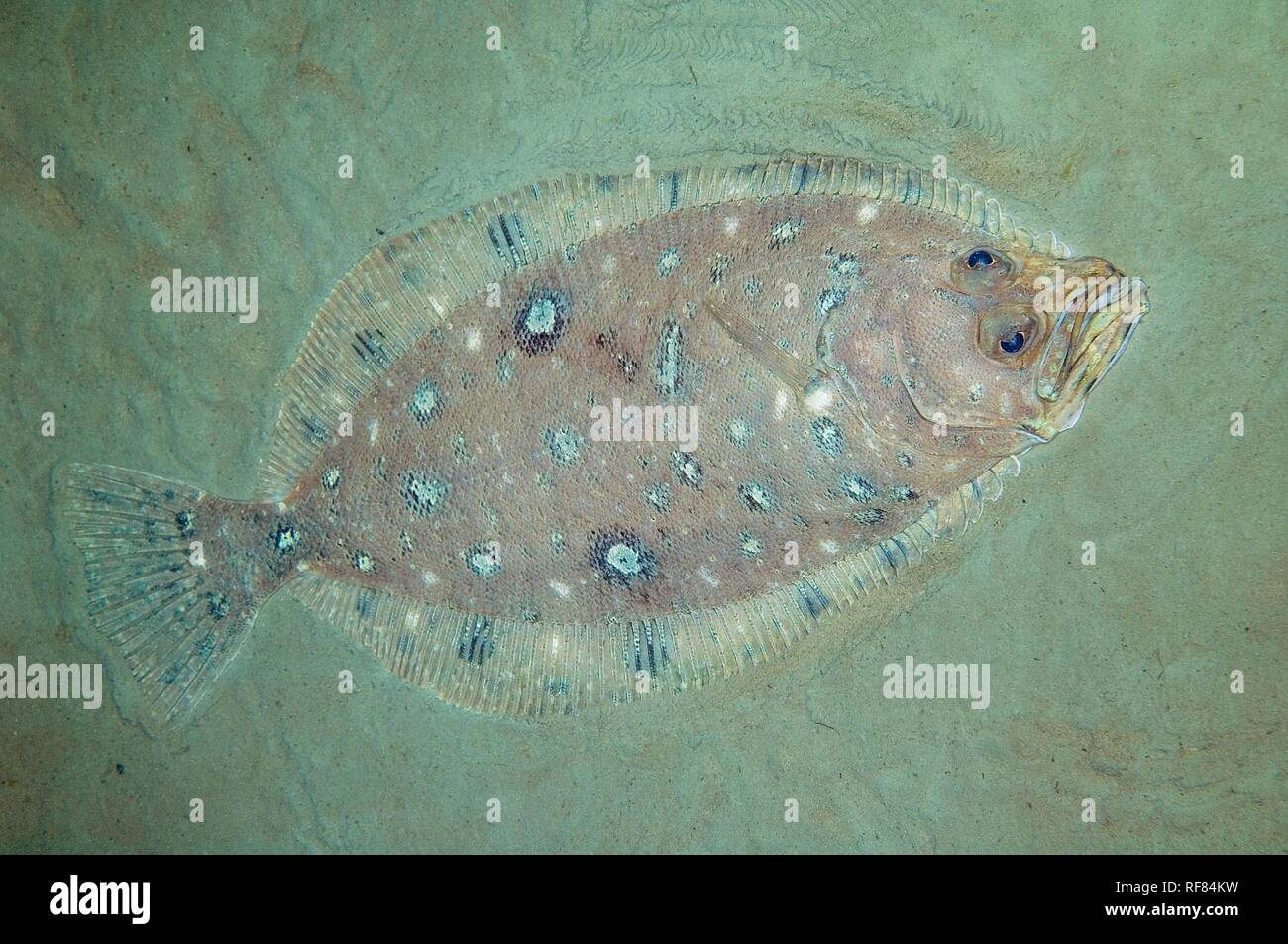 lepidorhombus-whiffiagonis-high-resolution-stock-photography-and-images