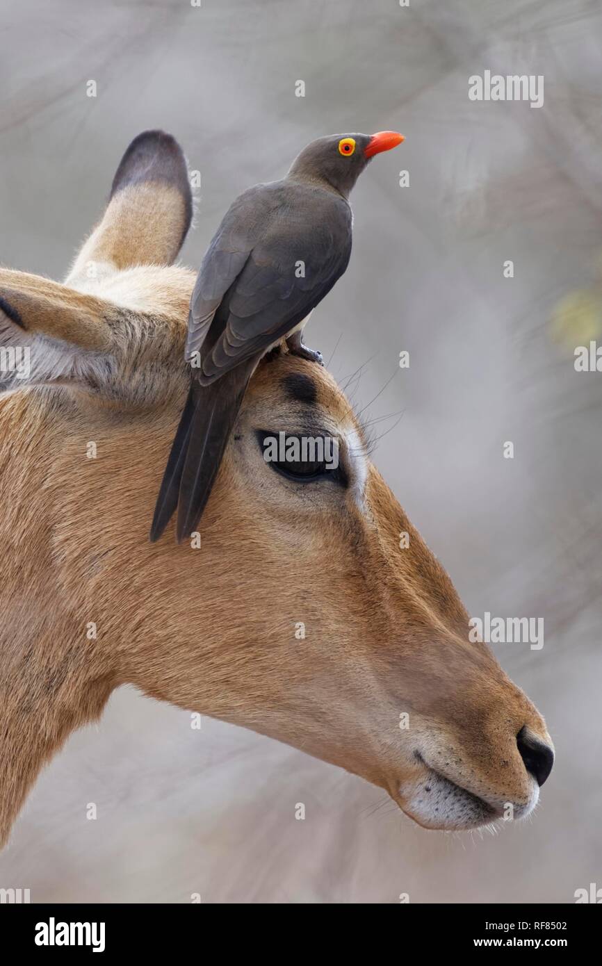 Red-billed oxpecker (Buphagus erythrorhynchus), perched on the top of the head of a female impala (Aepyceros melampus) Stock Photo