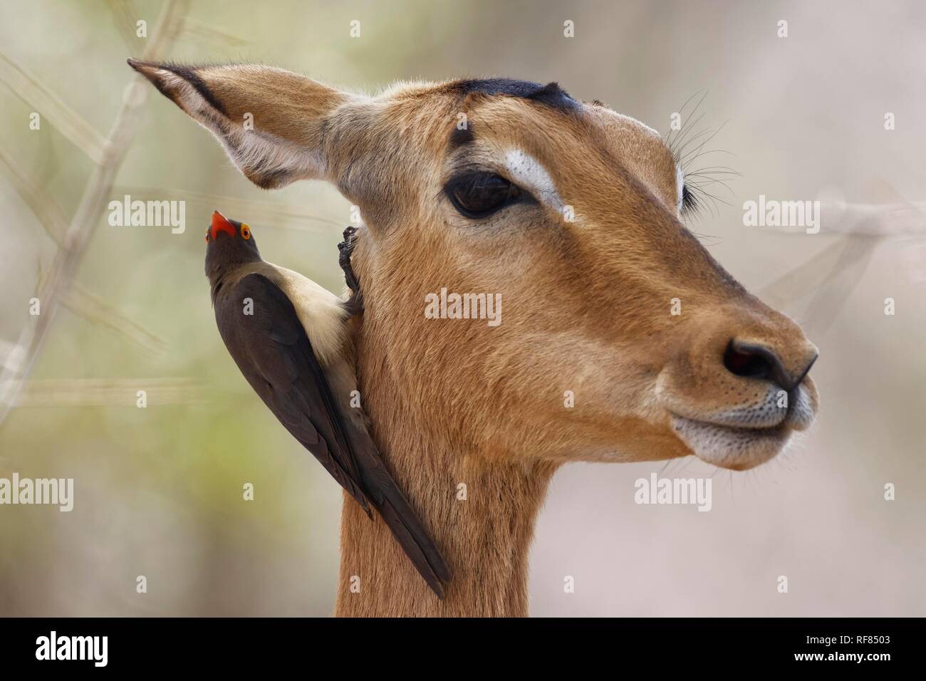 Red-billed oxpecker (Buphagus erythrorhynchus), hanging around the neck of a female impala (Aepyceros melampus) Stock Photo