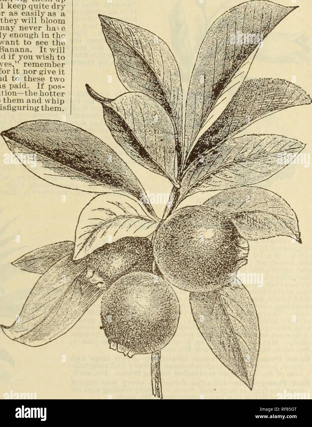 . Catalogue of rare Florida flowers and fruits : season of 1894. Nurseries (Horticulture) Florida Catalogs; Flowers Catalogs; Plants, Ornamental Catalogs. CATALOGUE OF RARE FLORIDA FLOWERS AND FRUITS FOR 1894. 63 Achras Sapota. The Sapodilla or Naseberry, of spreading form, witli thick, glossy leaves. The fruit can be compared to a russet apple, witli taste of a rich, sweet, juicy pear, with granulated pulp; almost equal to the Mango, and the taste does not have to be acquired. Very choice and rare. Price, 30c. each. Anona Squamosa. Sugar Apple, or Sweet SopâA most delicious fruit re- semblint Stock Photo