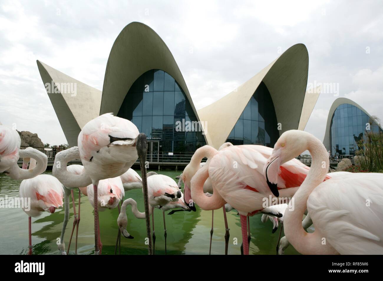 ESP, Spain, Valencia : Europes biggest aquarium, Ciudad de las Arts Y de las Ciencias Stock Photo