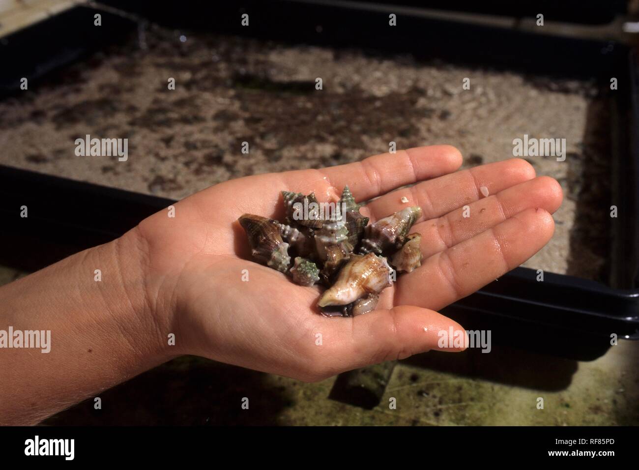 The Conch Farm on Providenciales is the only conch farm in the world