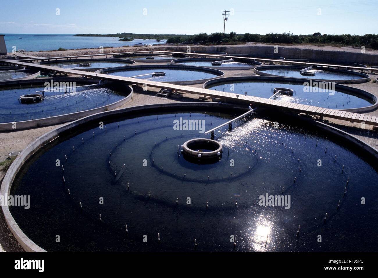 The Conch Farm on Providenciales is the only conch farm in the world