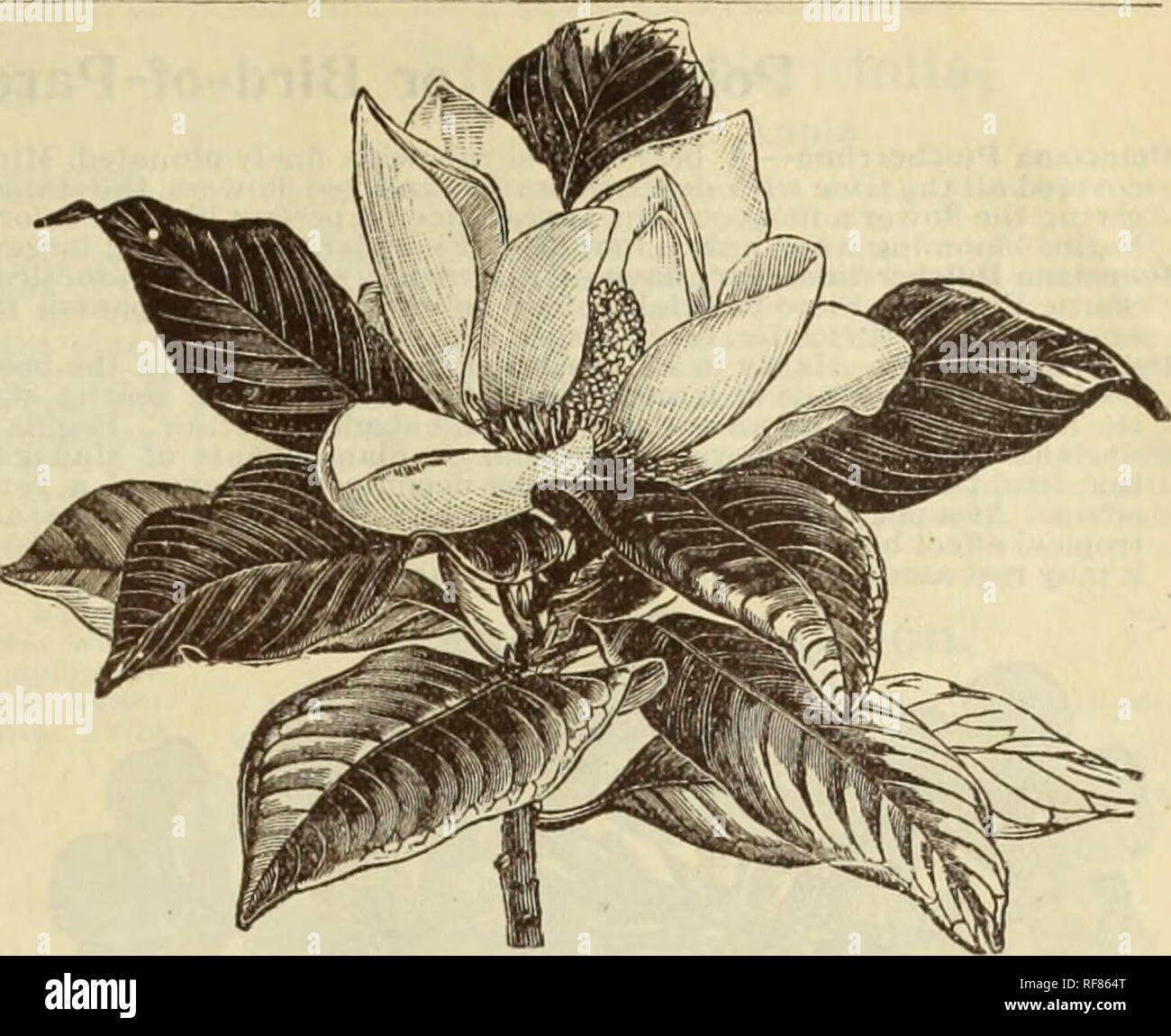 . Catalogue of rare Florida flowers and fruits : season of 1894. Nurseries (Horticulture) Florida Catalogs; Flowers Catalogs; Plants, Ornamental Catalogs. CATALOCIUK OF RARE KI,()R11)  FLOW KKS AND FRUI TS FOR I 894. 43 Magnolia Qlauca. Laurel Magnolia or Sweet Bay. A beautiful shrubby species entirely distinct from the others. Leaves small, glossy green above and silvery white beneath, forming a most beauti- ful object when stirred by a breeze. Flowers about the size of a silver dollar, creamy white, and delightfully fragrant. Perfectly hardy in Massachusetts, but can be treated as a tub pla Stock Photo