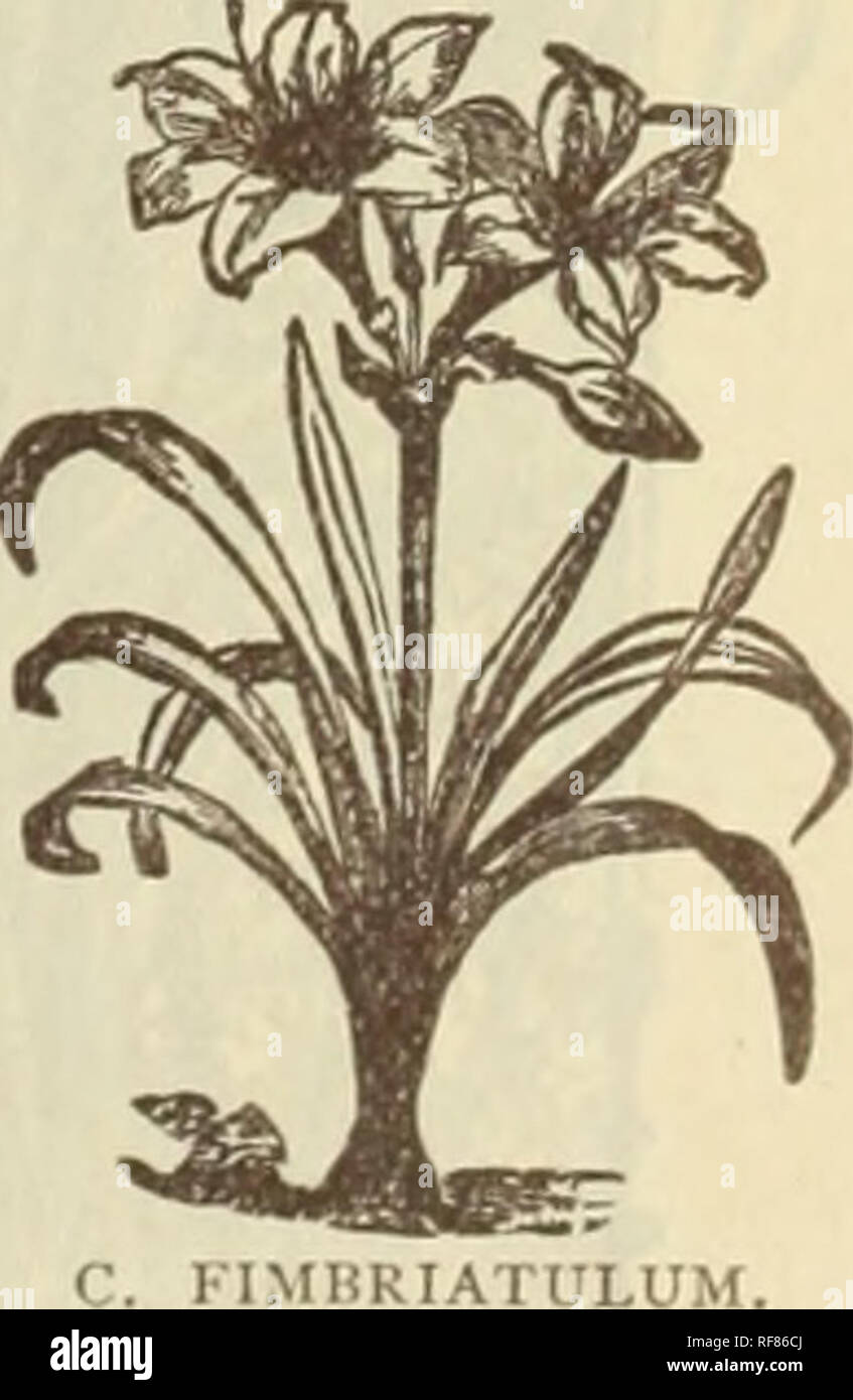 . Catalogue of rare Florida flowers and fruits : season of 1894. Nurseries (Horticulture) Florida Catalogs; Flowers Catalogs; Plants, Ornamental Catalogs. I â KI . U M r E U U N C U L A T U M . Crinum Americanum. An evergreen species and of the easiest culture, is best grown as a jjot plant and can be wintered in the cellar if the soil is kept nearly dry. Its large, white, exquisitely fragrant, Lily-like flowers are i)roduced in an umbel and borne on a tall scape. A striking plant and far more beautiful than many of the high-priced Amaryllis, and in cultivation blooms several times a year. It Stock Photo