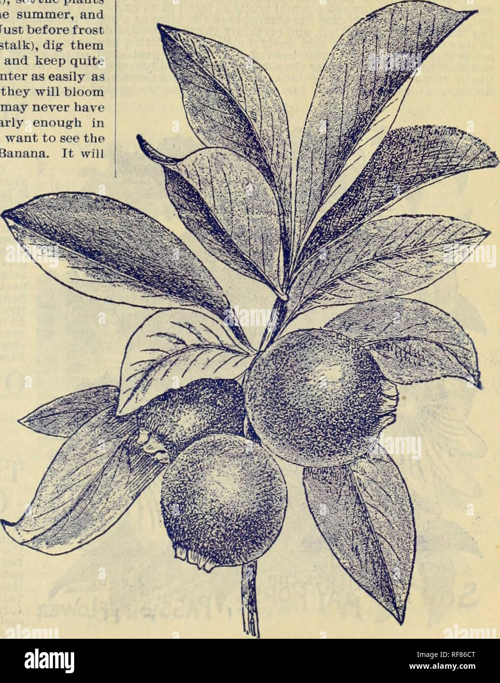 Catalogue Of Rare Florida Flowers And Fruits Nurseries