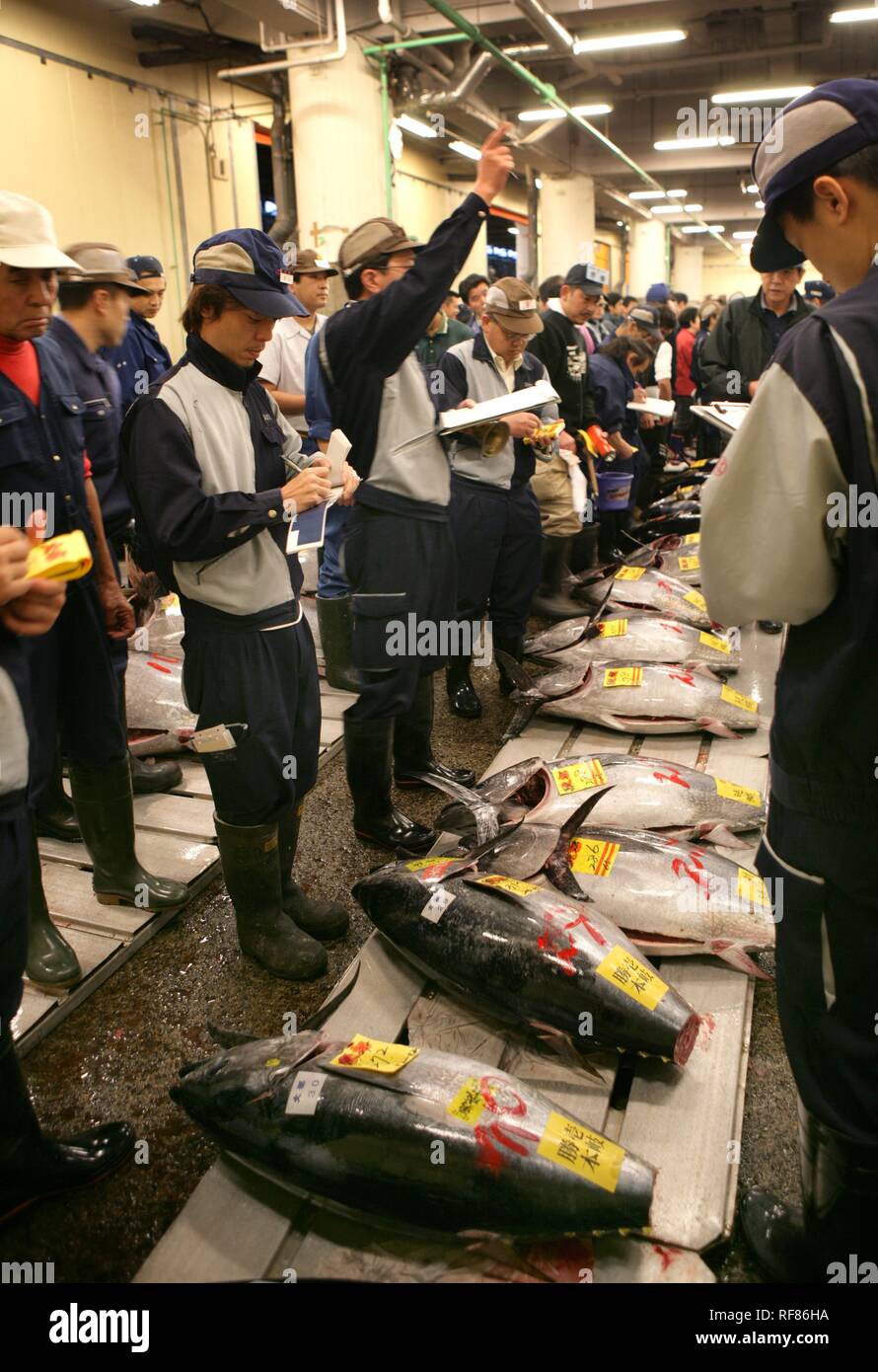 Auction, fish market, Tsukiji, Tokyo, Japan, Asia Stock Photo Alamy
