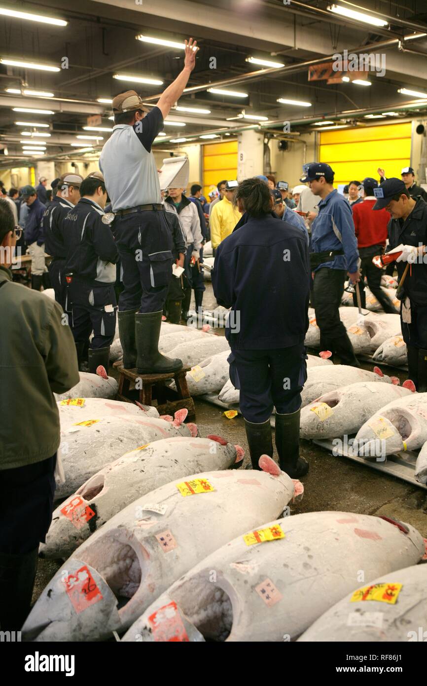 Auction, fish market, Tsukiji, Tokyo, Japan, Asia Stock Photo Alamy