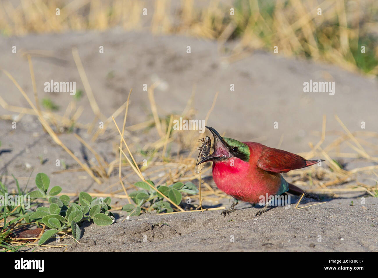 Southern carmine bee-eaters, Merops nubicoides, are usually nest in holes in a cut-away river bank, but sometimes they breed in holes in the ground Stock Photo