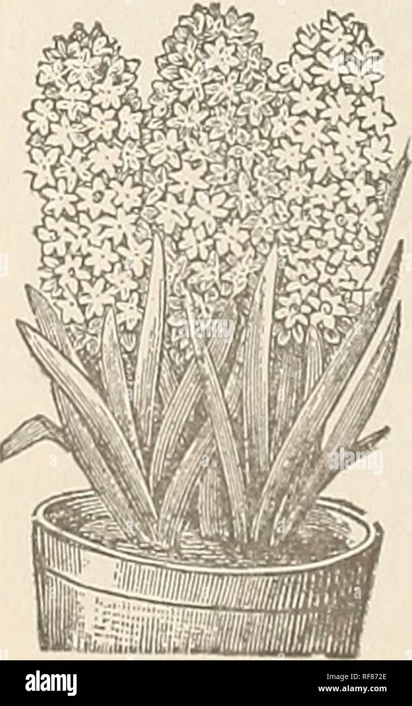 Catalogue Of Roses And Other Bedding Plants For 1896 Nurseries Horticulture Virginia Catalogs Roses Catalogs Bedding Plants Catalogs Nurseries Horticulture Roses Bedding Plants George Thorp We Have Added Some New Varieties