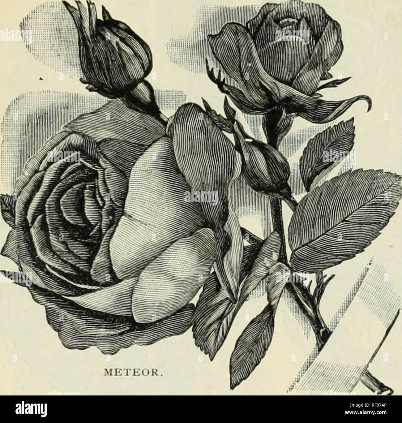 . Catalogue of roses, house and bedding plants and bulbs, 1893. Nursery stock Florida Catalogs; Roses Catalogs; Flowers Catalogs. ROSES, GREENHOUSE A.ND BEDDING PLANTS, ETC. 5 HYBRID TEA ROSES. *Antoiiie Verdier. Rose color, silvt i v ed&lt;,'e ; vigorous and free-blooming. lo cts. American Beauty. Deep, glowing carmine ; wonderfully free-flowering. As a grand rose has taken first rank. 15c. Duchess of Albany. A sport from La France ; it is called the Red La France. 15 cts. 'Duchess of Connaught. Large, very full, fine form ; color delicate silvery rose, with l)riglit crimson center. 10 cts. F Stock Photo
