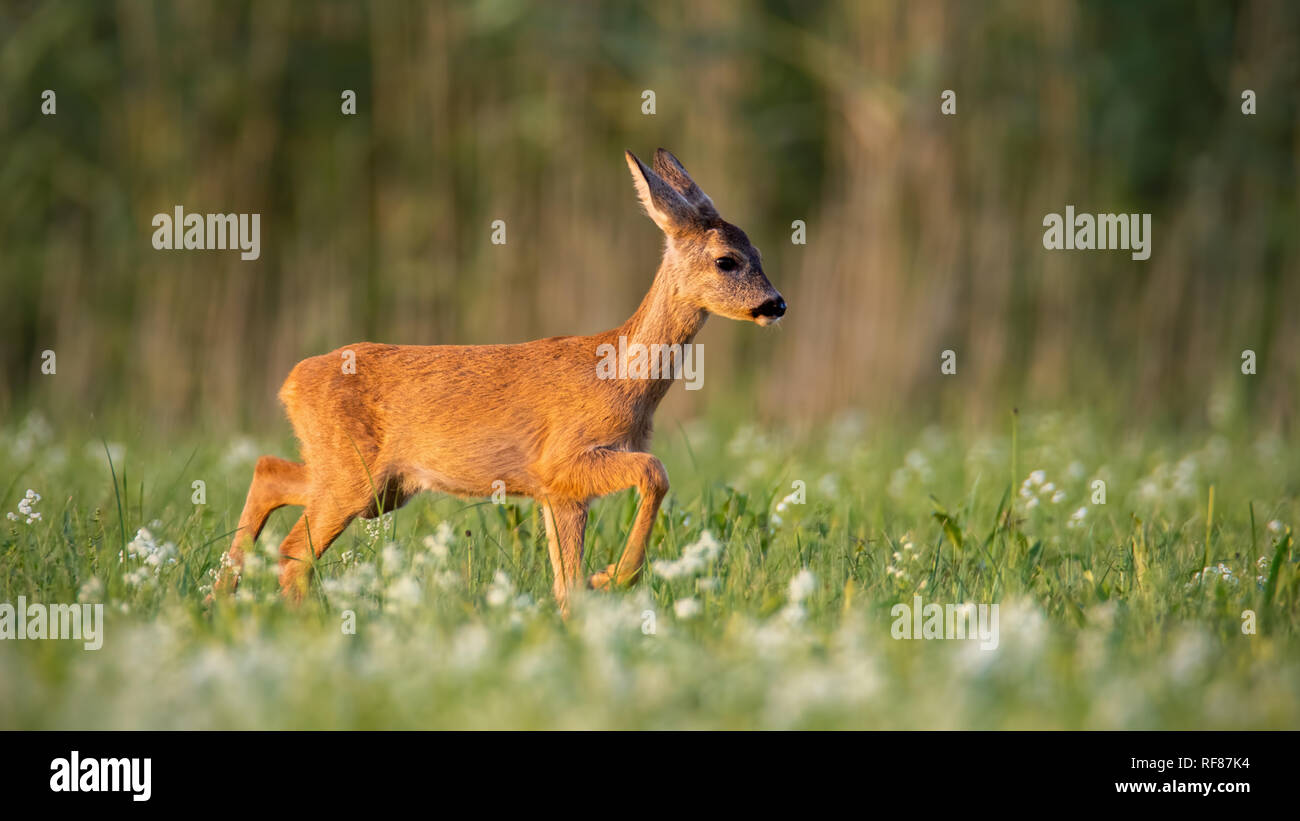 Roe deer, capreolus capreolus, fawn walking on a meadow with wildflowers. Cute youngster of wild animal in nature. Mammal baby. Stock Photo