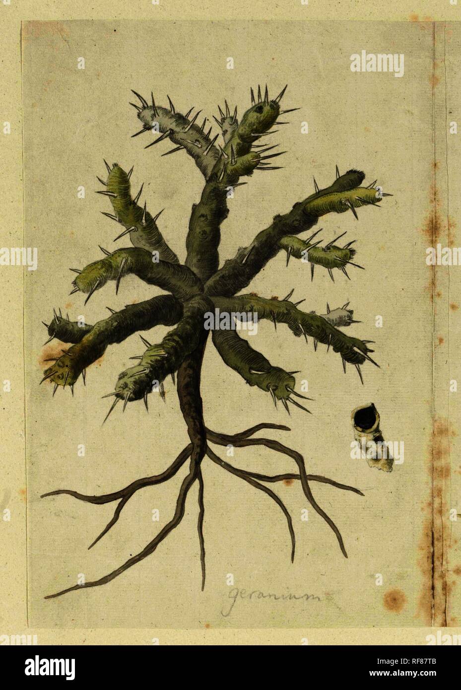 Monsonia patersonii or Monsonia sp. Draughtsman: Robert Jacob Gordon. Dating: Oct-1777 - Mar-1786. Measurements: h 660 mm × w 480 mm; h 272 mm × w 183 mm. Museum: Rijksmuseum, Amsterdam. Stock Photo