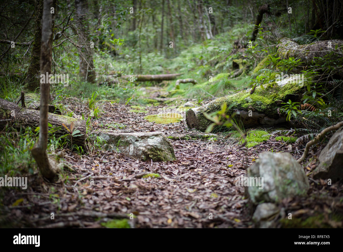 The Tsitsikamma Hiking Trail is a multiday backpacking route starting at the Indian Ocean near