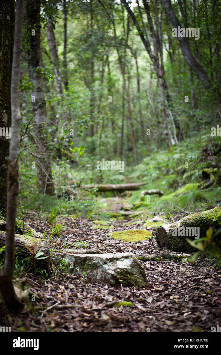 The Tsitsikamma Hiking Trail is a multiday backpacking route starting at the Indian Ocean near