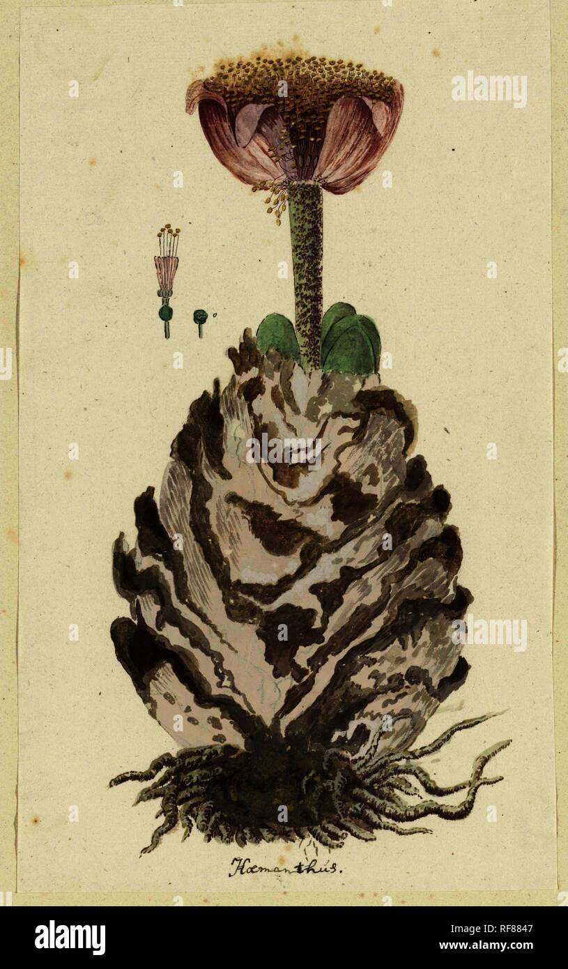 Haemanthus coccineus L. (Blood flower; Bloedblom). Draughtsman: Robert Jacob Gordon. Dating: Oct-1777 - Mar-1786. Measurements: h 660 mm × w 480 mm; h 315 mm × w 188 mm. Museum: Rijksmuseum, Amsterdam. Stock Photo