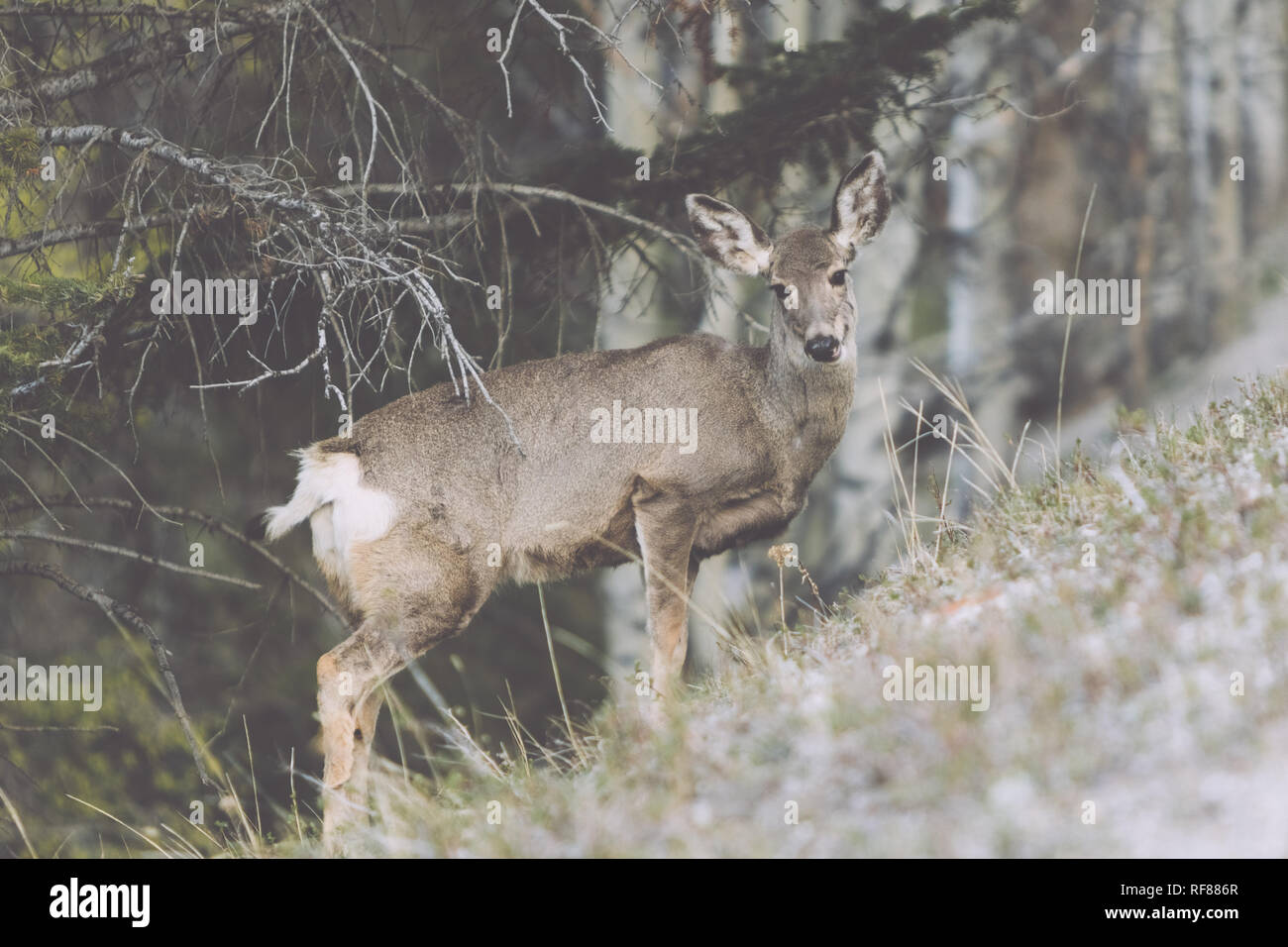 Male elk with large antlers in Banff National Park, Canada Stock Photo