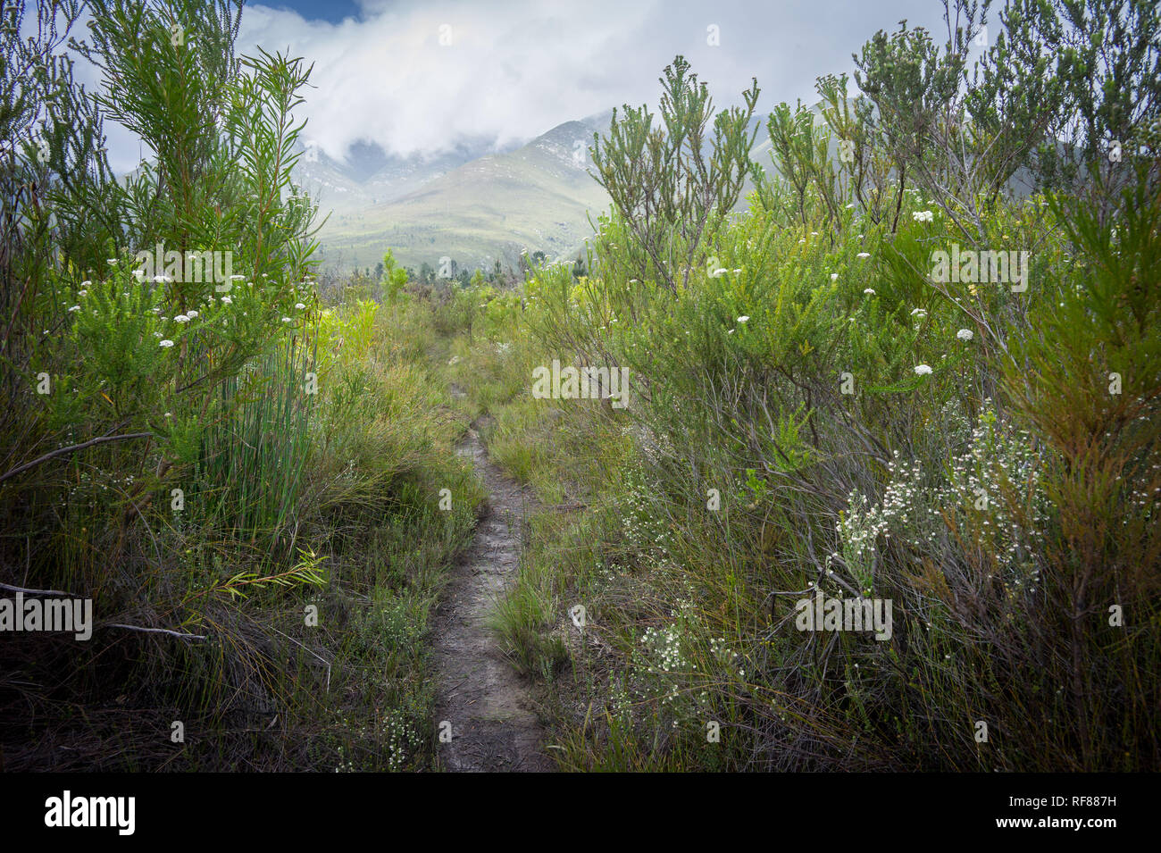 The Tsitsikamma Hiking Trail is a multiday backpacking route starting at the Indian Ocean near