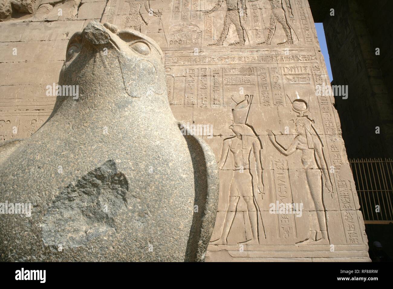 Horus (falcon god) statue at the Temple of Edfu, Edfu, Egypt, Africa Stock Photo