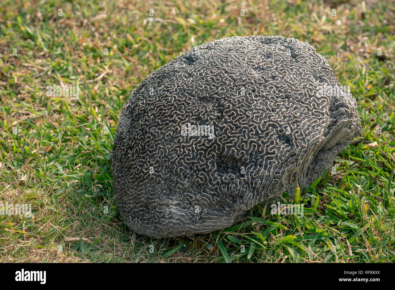 Brain coral, stony coral, scleractinia, lying in the grass Stock Photo
