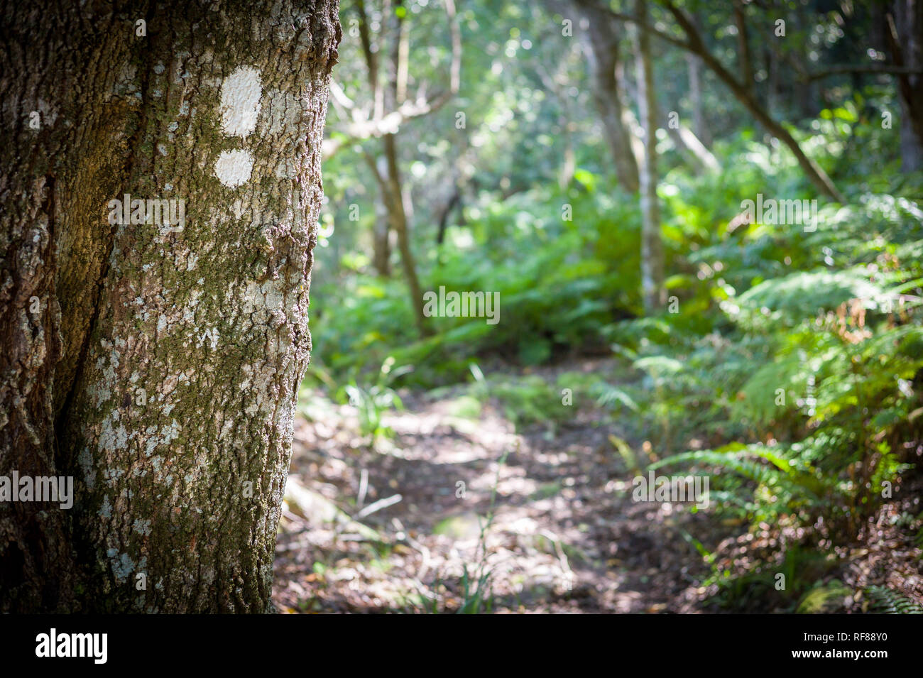 The Tsitsikamma Hiking Trail is a multi-day backpacking route starting at the Indian Ocean near Nature's Valley, ending at Storm's River, South Africa Stock Photo