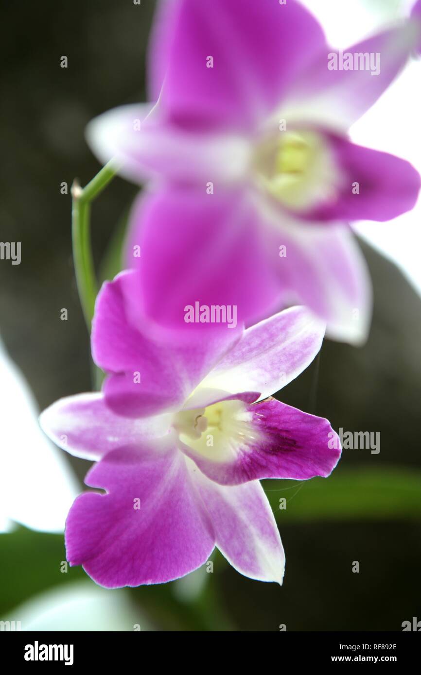 Orchids of asia day spa hires stock photography and images Alamy
